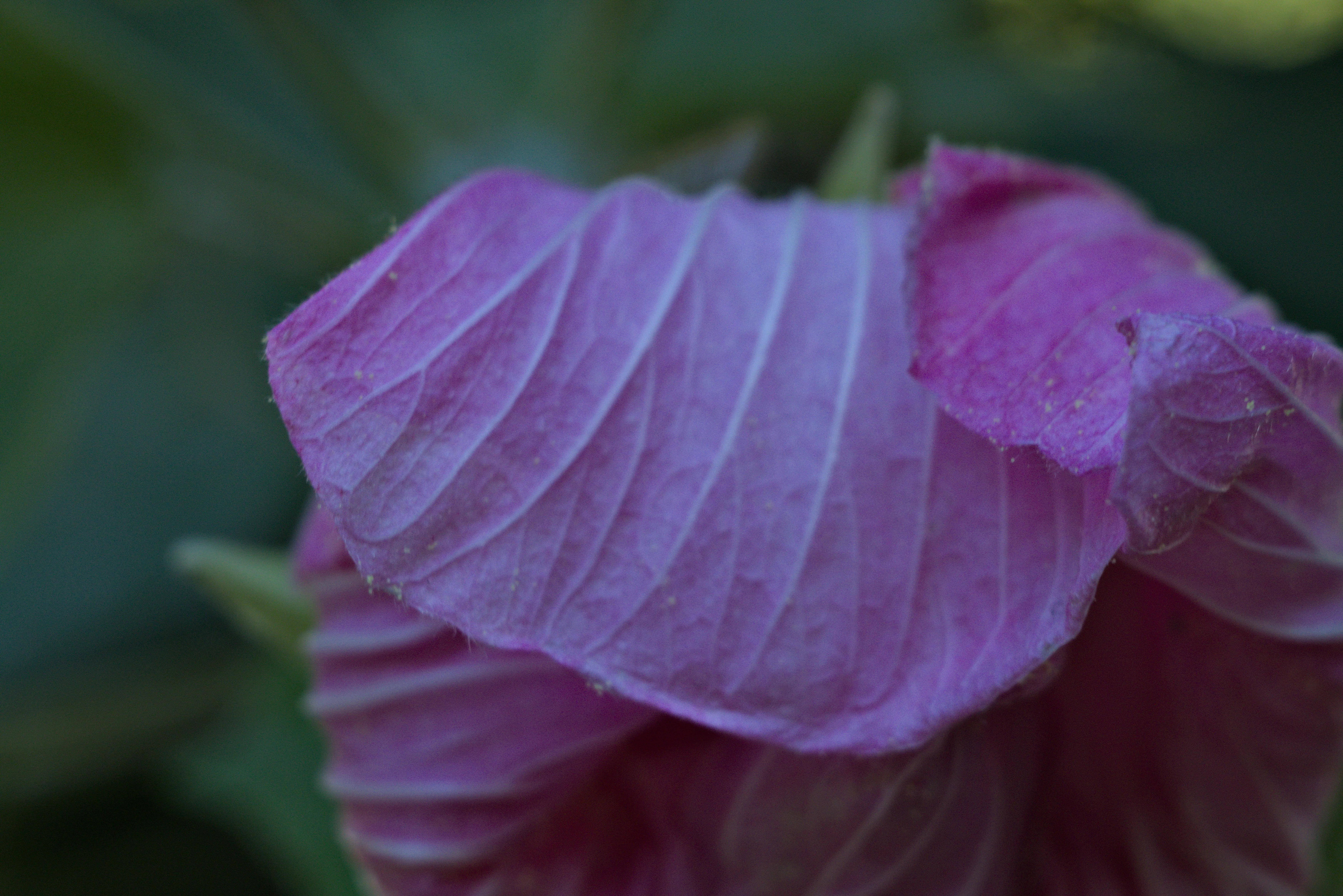 Meyer-Optik Görlitz Primagon 35mm f4.5 (M42) - _I4A2968.webp